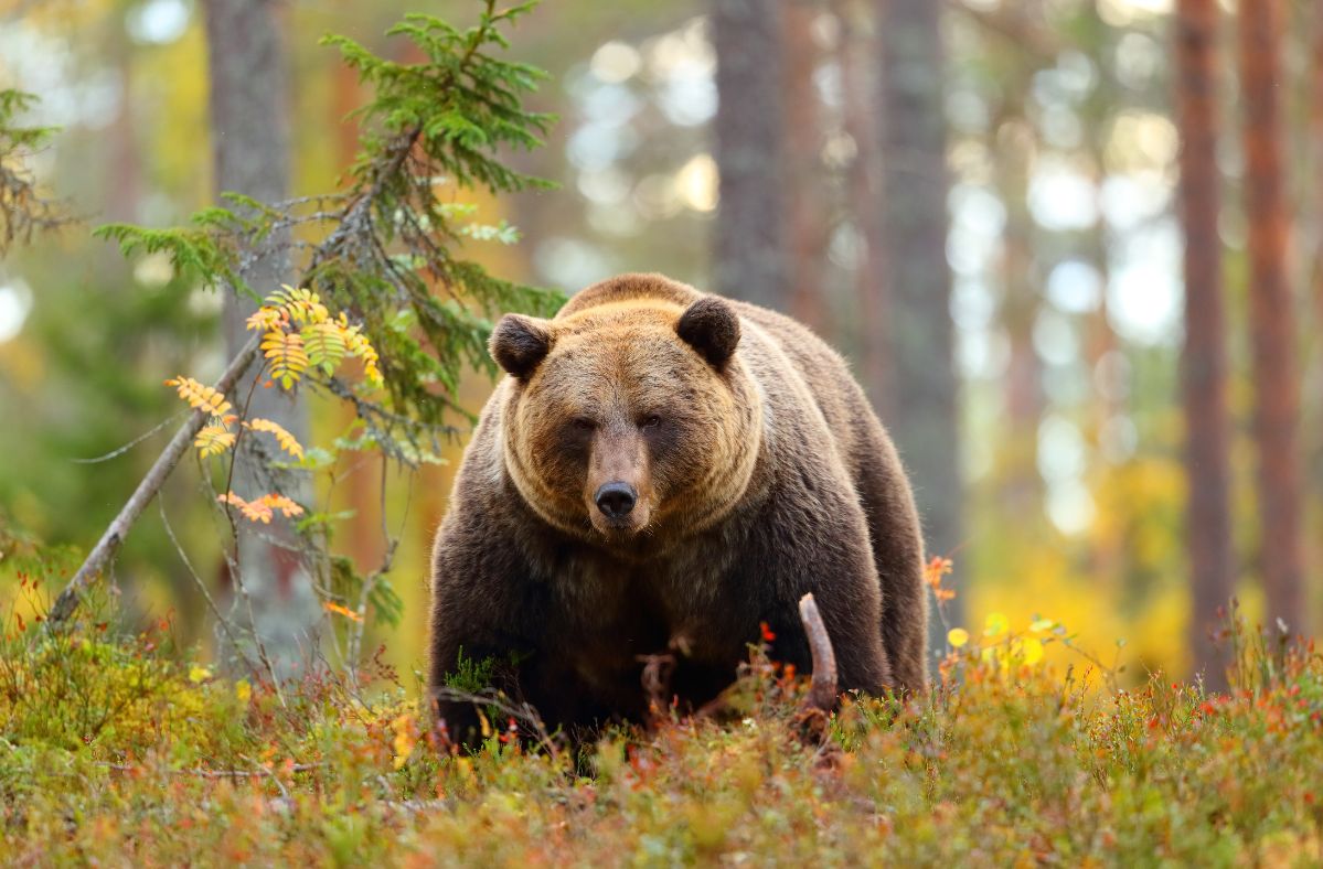 Hunter killed by falling bear in tragic Virginia accident