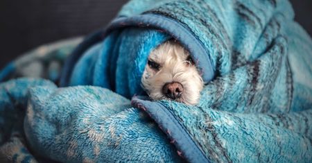 Twój pies chowa się pod kołdrą? Oto co próbuje ci powiedzieć