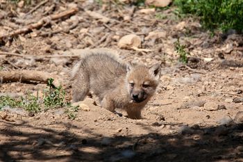 Wyjątkowe narodziny w ZOO Łączna na Dolnym Śląsku. Na świat przyszło 6 wilków polarnych