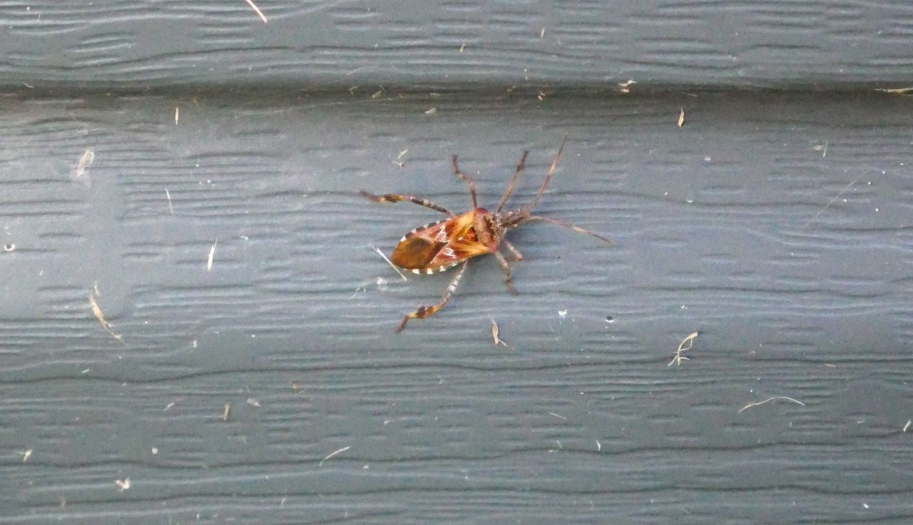 Znów się pojawiły. Odór nie do zniesienia. Aż wyskoczyłem z pokoju