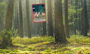 Leśnik pokazał rzadki widok. Nagranie ma 1,8 miliona wyświetleń