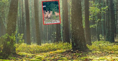 Leśnik pokazał rzadki widok. Nagranie ma 1,8 miliona wyświetleń