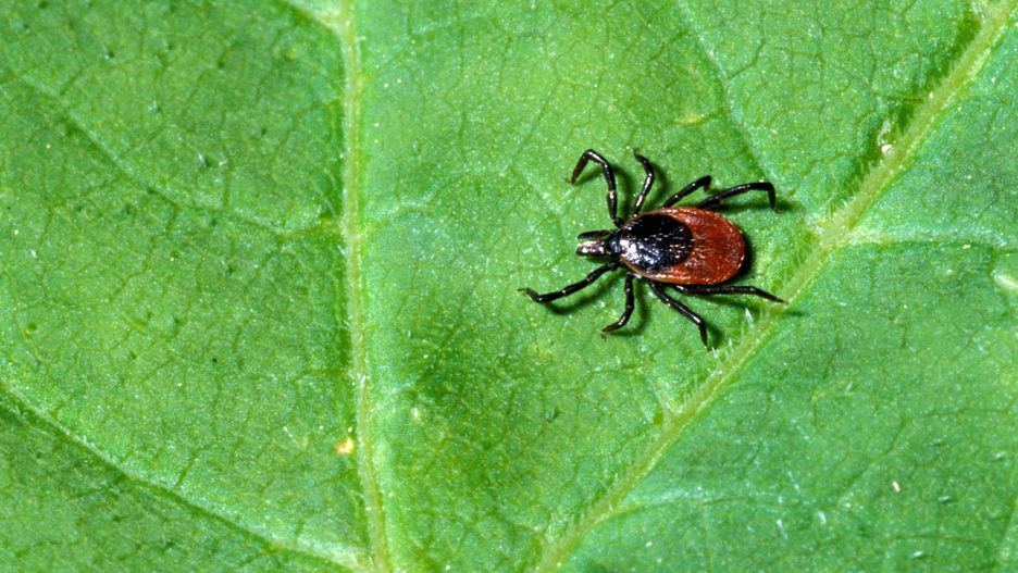 Kleszcze mają swoich naturalnych wrogów, których lepiej nie wyganiać z ogródka