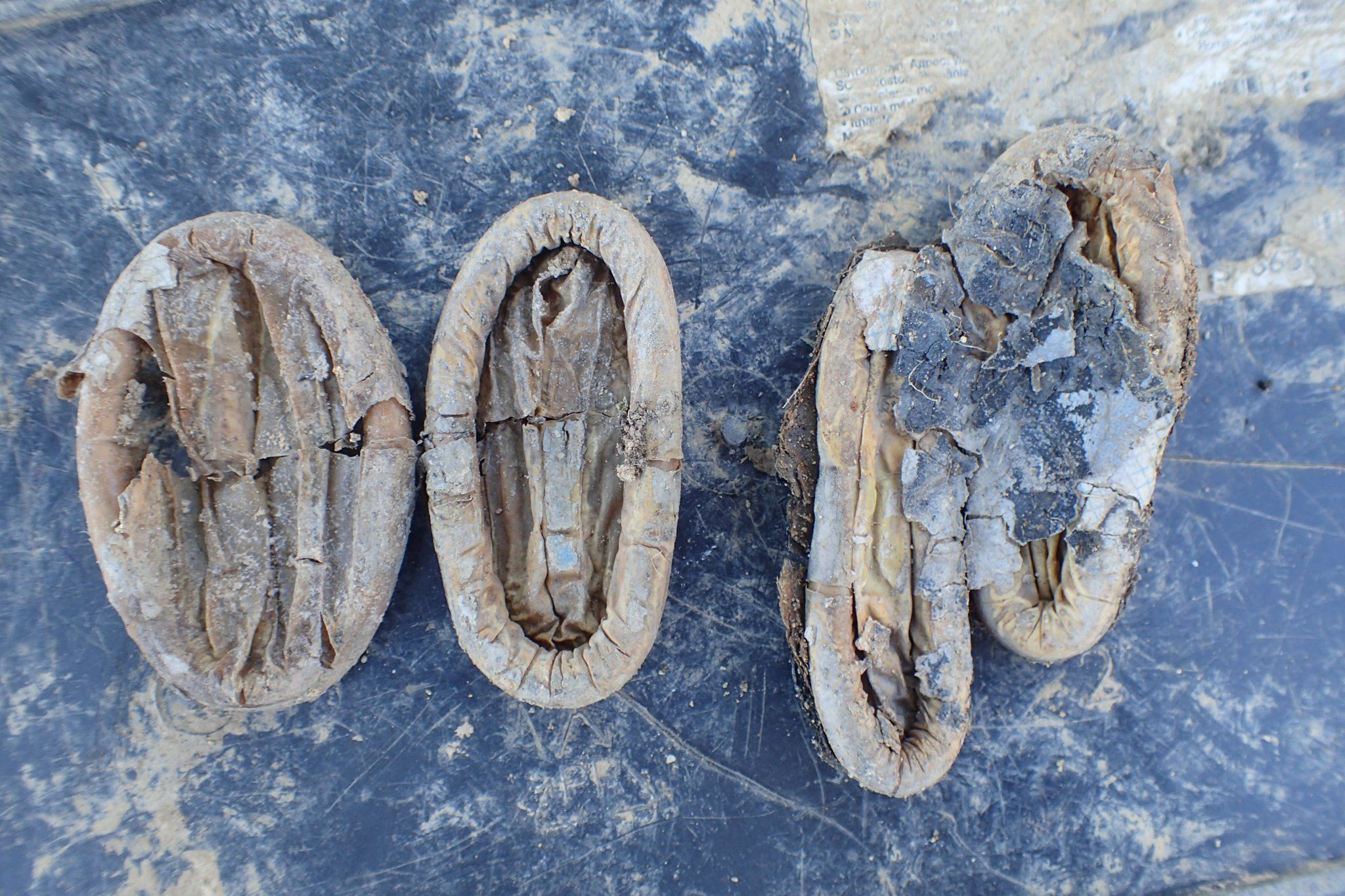 Odkrycie w Pleśnicy