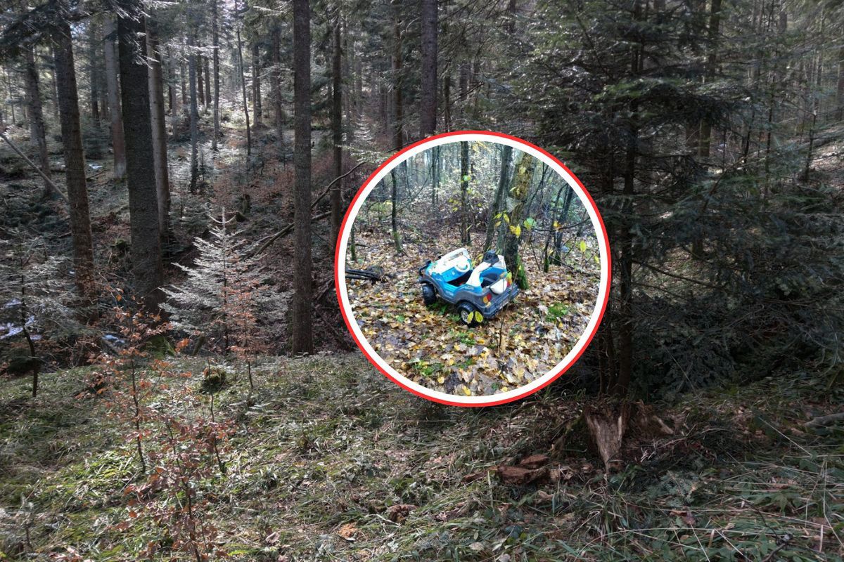 Leżał "rozbity" o drzewo. Leśnicy: prawdziwy off-road