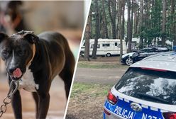 "Zaatakował z pełną agresją". Dramatyczne sceny na polu namiotowym