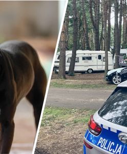 "Zaatakował z pełną agresją". Dramatyczne sceny na polu namiotowym