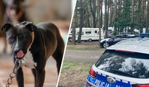 Pies wyskoczył z kampera i rzucił się na kobietę. "Zawisł mi na ręce"