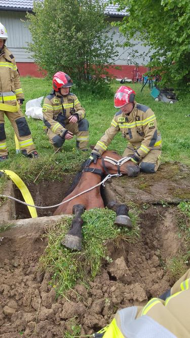 Ratowali konia uwięzionego w zbiorniku