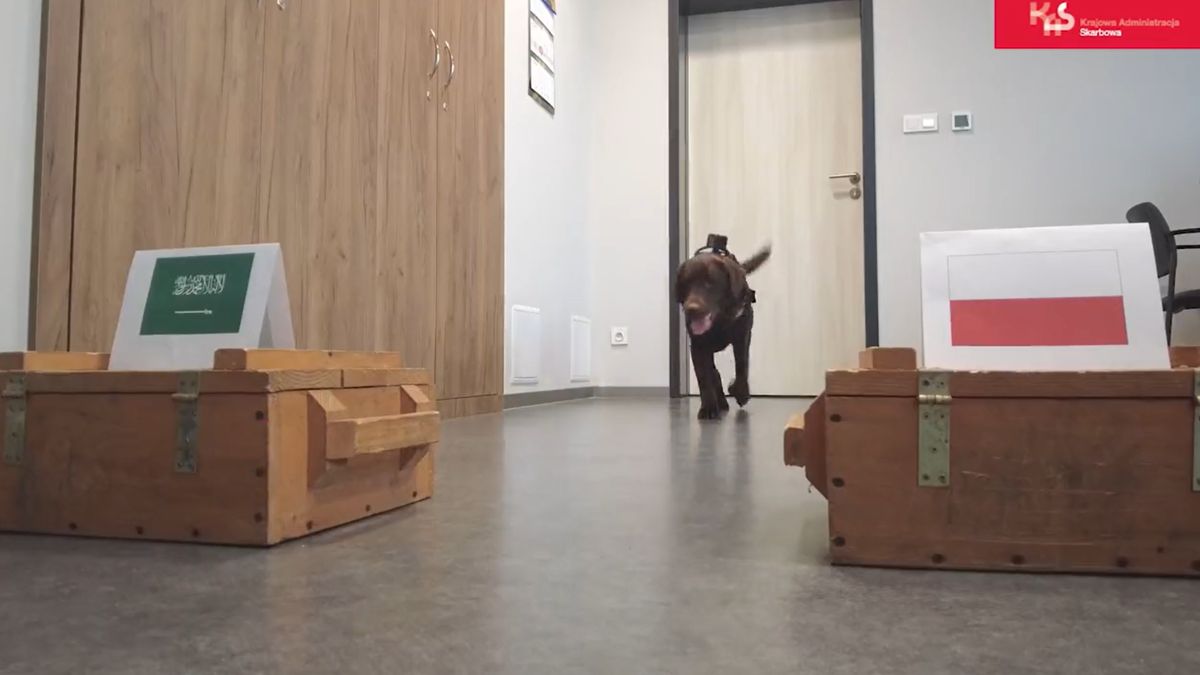 Suzi wytypowała wynik meczu Polska - Arabia Saudyjska