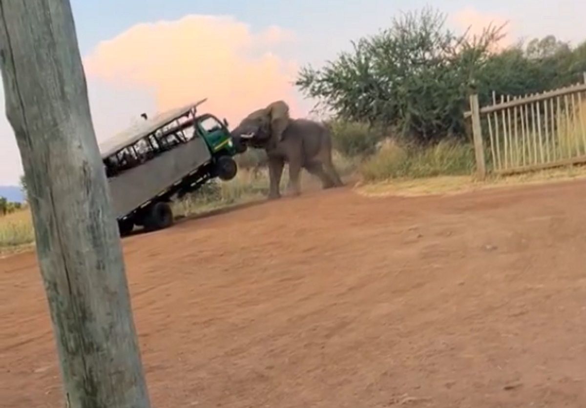 Słoń po prostu podniósł auto jak piórko