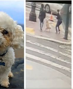 USA. Pies zagryziony na oczach właścicielki