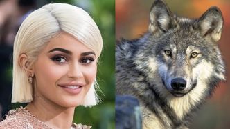 Kylie Jenner nazwała synka... WOLF! Łączy się z naturą?