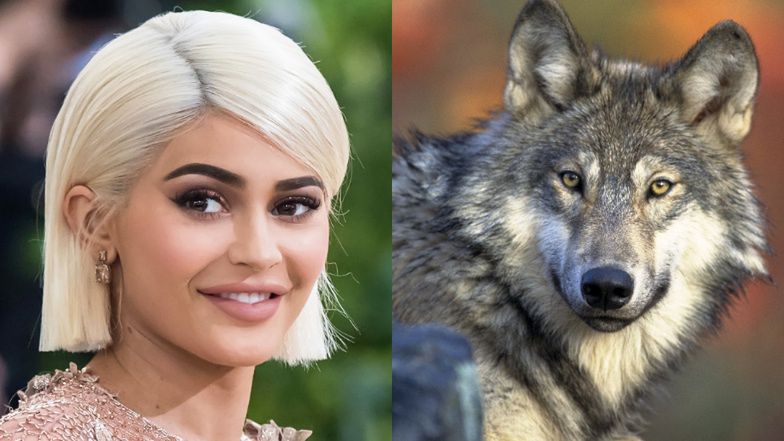 Kylie Jenner nazwała synka... WOLF! Łączy się z naturą?