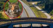 GDDKiA. Fotopułapka zarejestrowała rysia nad ekspresówką na Mazurach