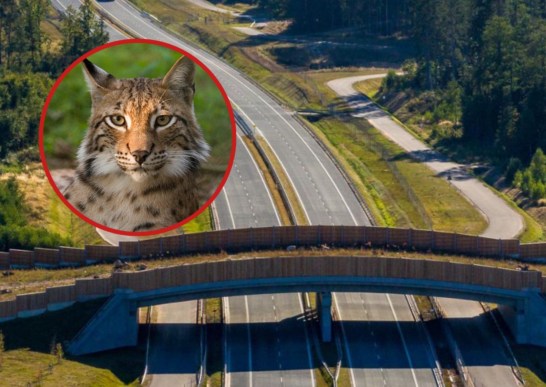 Ryś prawdopodobnie szedł w stronę oddalonej o 15km puszczy