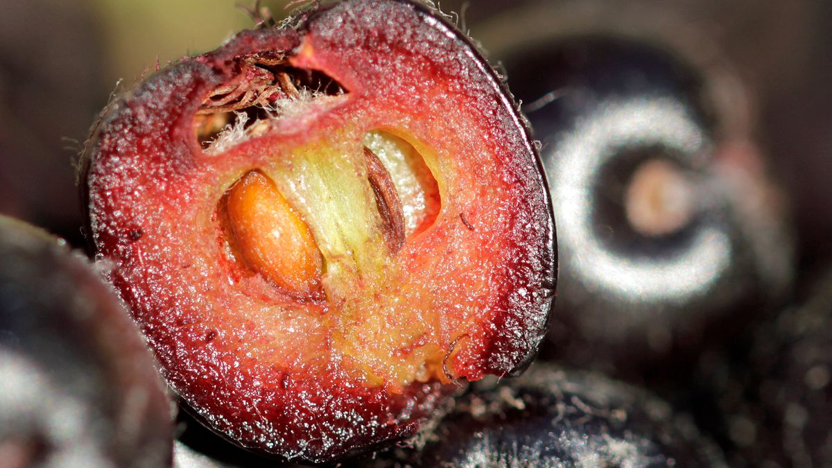 Aronia i inne polskie owoce, które podnoszą odporność