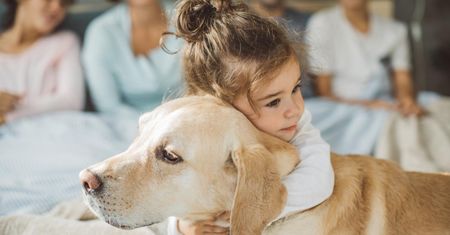 Labrador retriever. Jak opiekować się psami tej rasy?