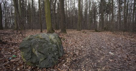Strzelanina w lesie. Poszło o kamień szlachetny