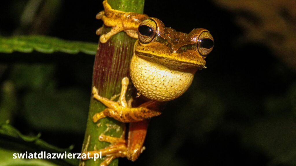 Brazilian Tree Frog las deszczowy żaba