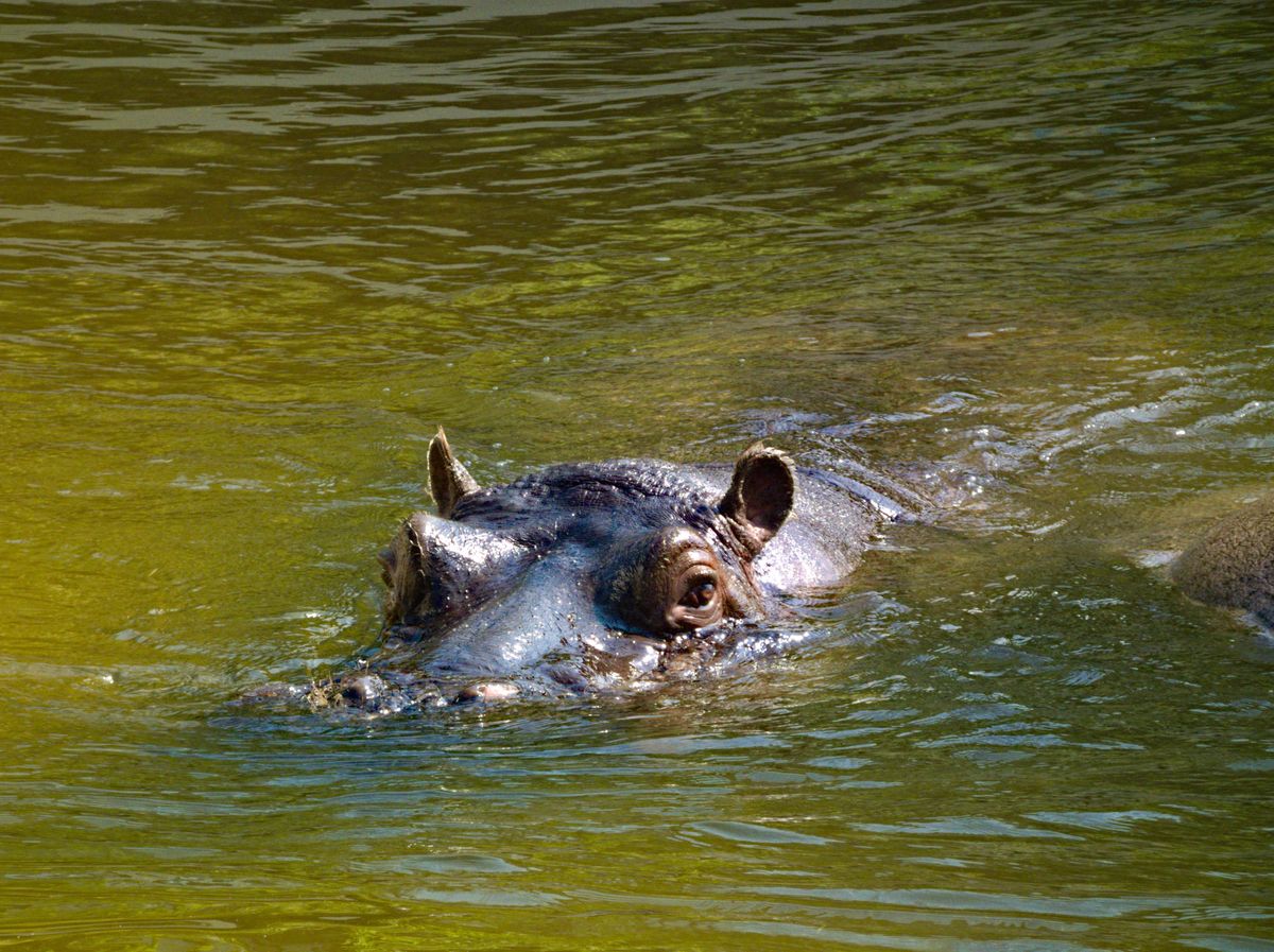 Hipopotam wywołał spore poruszenie w japońskim zoo 