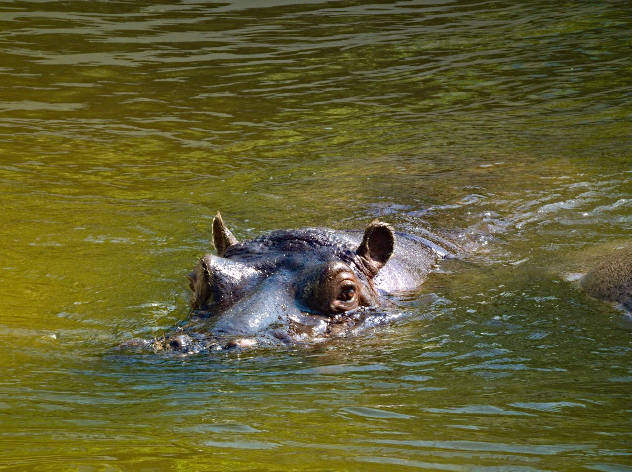 Kuriozalna pomyłka w japońskim zoo. Po siedmiu latach odkryli prawdę
