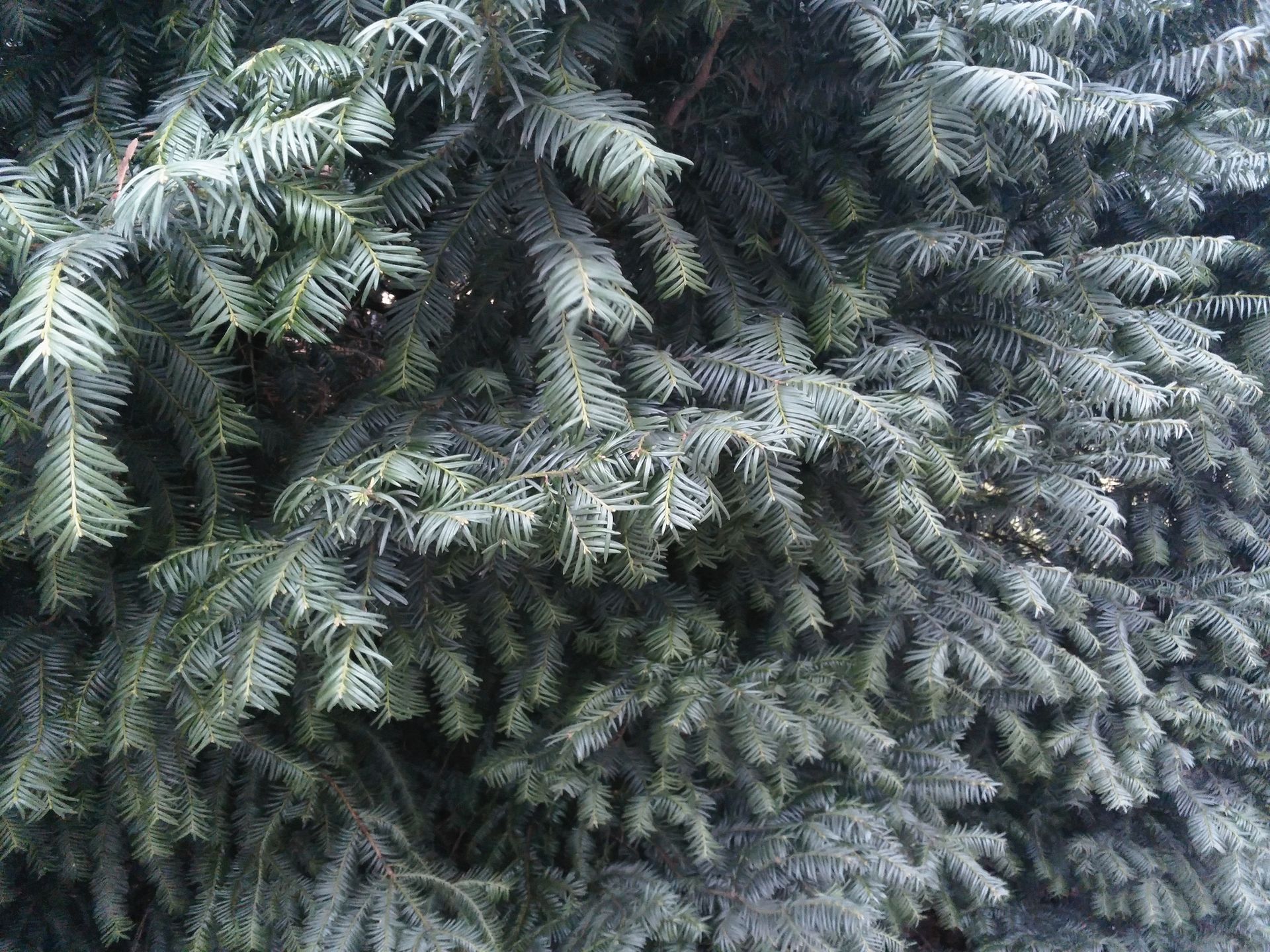 YotaPhone 2 - telefon o dwóch twarzach. Test i recenzja smartfona z ekranem E Ink 54