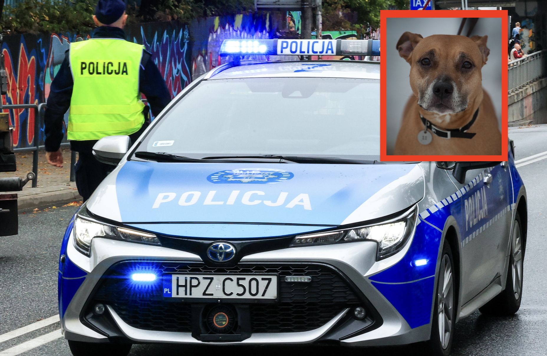 Nocna interwencja w Zgierzu. Policjanci strzelili do psa