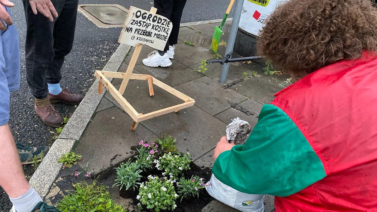 sadzą kwiatki pomiędzy płytami chodnikowymi
