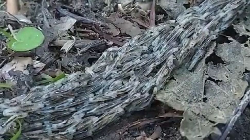 "Wędrówki ludów". Wyjątkowe nagranie od leśników. Film:  A. Krzus. 