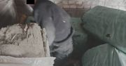 Łuków: Przed policjantami ukrył się pod stosem wełny mineralnej