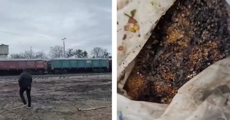 Tak wyglądają wagony na granicy. Spleśniała kukurydza i ukraiński rzepak