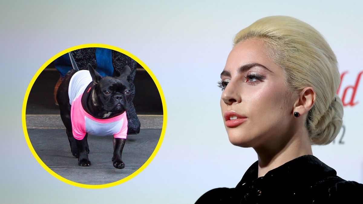Lady Gaga straciła dwa buldogi francuskie