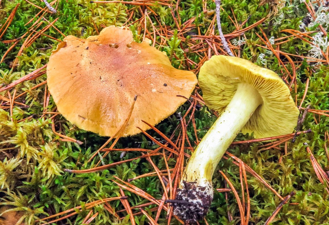 Gąska zielonka jest jadalna?