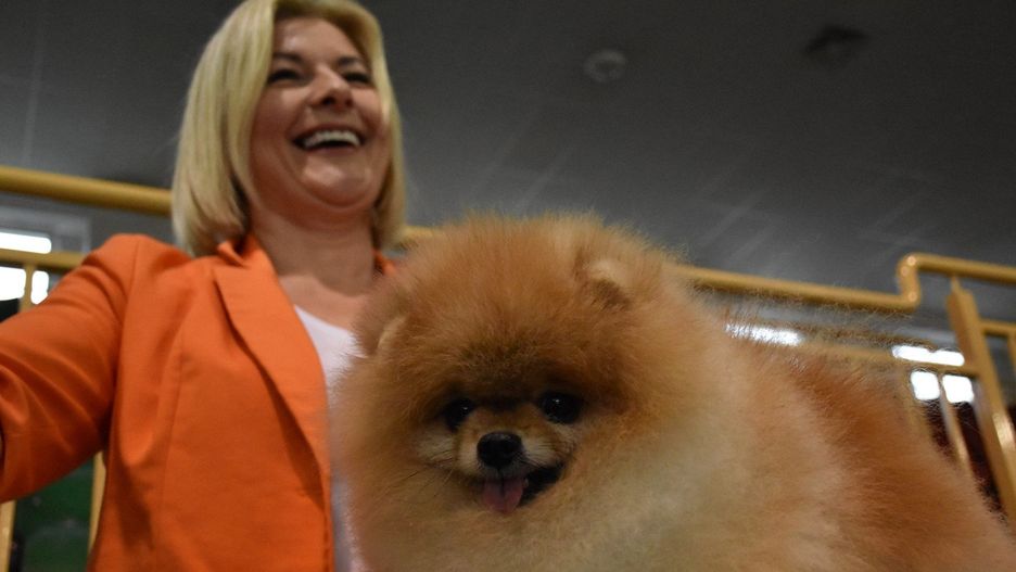 V Zimowa Wystawa Psów Rasowych w Chojnicach