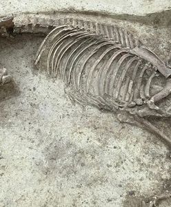 Szczątki mężczyzny i konia bez głowy sprzed 1400 lat. Niezwykłe odkrycie na cmentarzu w Niemczech
