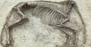 Szczątki mężczyzny i konia bez głowy sprzed 1400 lat. Niezwykłe odkrycie na cmentarzu w Niemczech