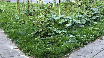 Rośnie na każdym trawniku. Ten niepozorny chwast wspiera trawienie