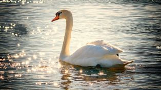 Słupsk: Animal Patrol uratował łabędzia ze zranionym dziobem