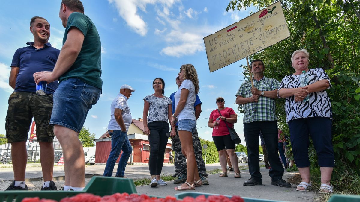 Opole Lubelskie, 05.07.2023. Protest producentów malin w Opolu Lubelskim, 5 bm. Przyczyną protestu są niskie ceny owoców. (sko) PAP/Wojtek Jargiło
