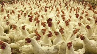 Ceny drobiu pójdą w dół. Credit Agricole podał konkretne prognozy