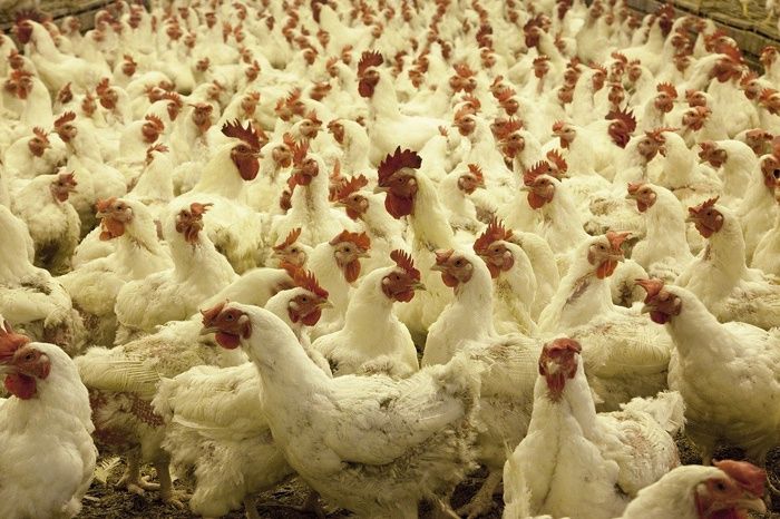 Ceny drobiu pójdą w dół. Credit Agricole podał konkretne prognozy