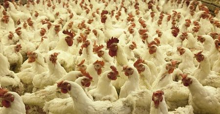 Ceny drobiu pójdą w dół. Credit Agricole podał konkretne prognozy