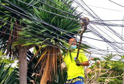 Pyton zawisł na liniach energetycznych. Nagranie mrozi krew w żyłach