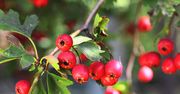 Głóg – jesienny superprodukt