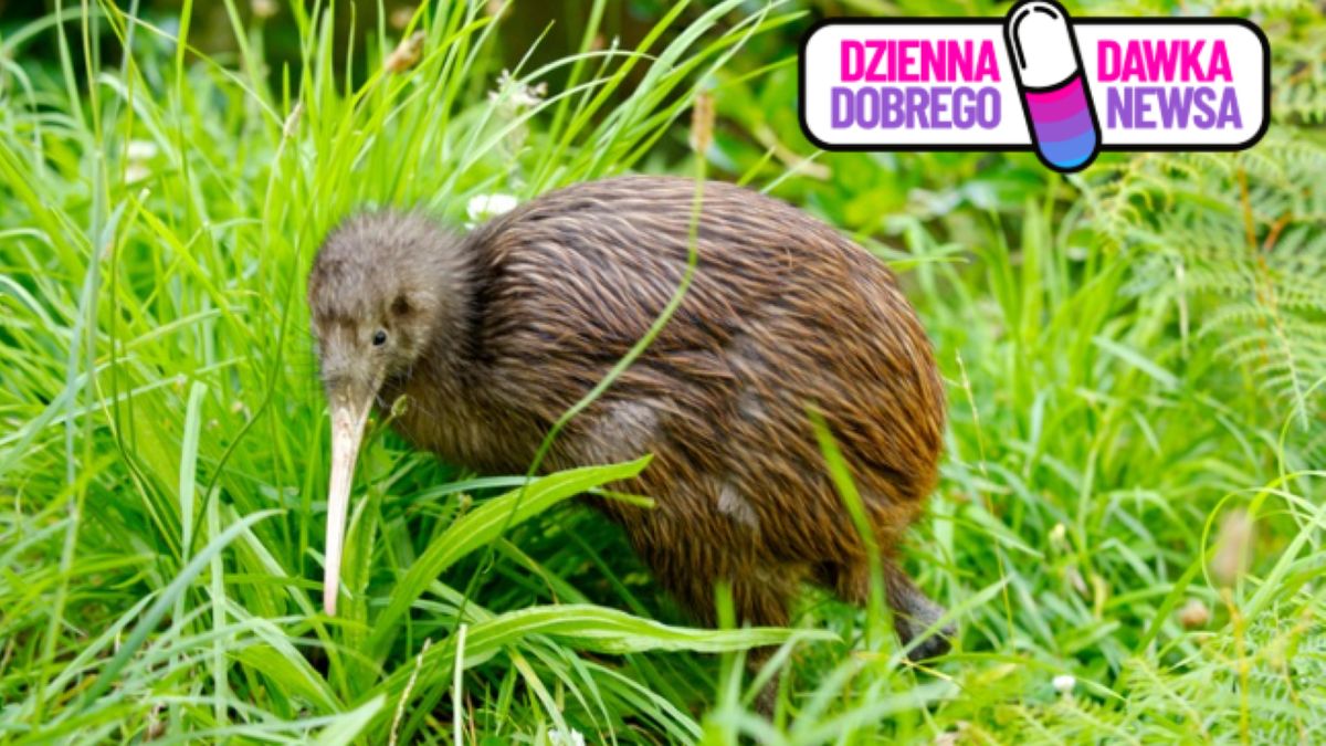 Ptak kiwi w Wellington
