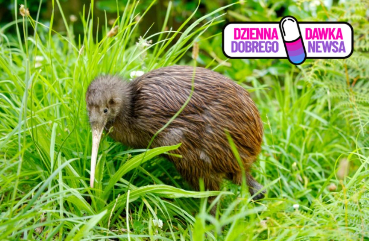 Niezwykła akcja społeczna. 250. kiwi wraca na wzgórza wokół Wellington