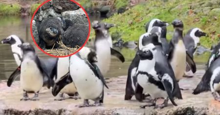 Są zagrożone wyginięciem. W gdańskim zoo właśnie przyszły na świat