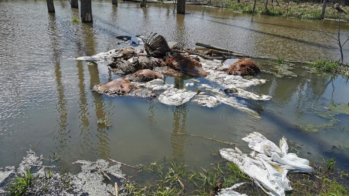 Rozkładające się szczątki bydła będą trudne do usunięcia