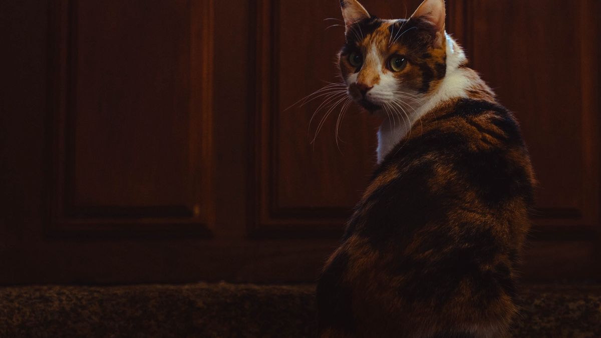 Cat Facing BackCat waiting for someone to open a wooden door to get out looks backZvalalto